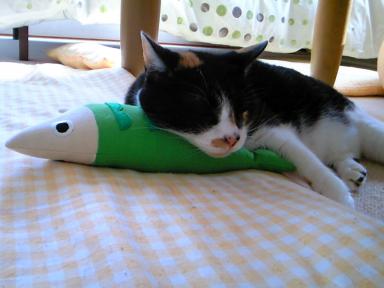 よく眠れるのにゃ～