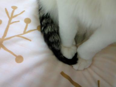 確かに踏んでます(笑)