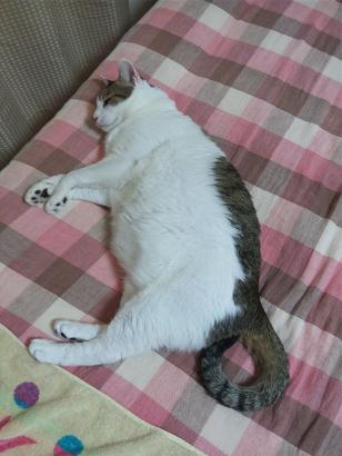 でっぷり