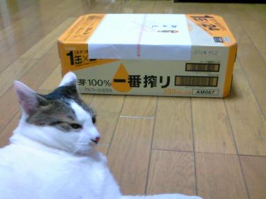 飲み過ぎに注意するのにゃ～