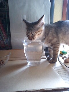 水を飲むマロン