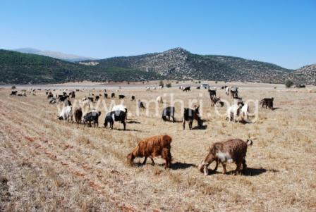 DSC_0132 [640x480] [640x480].JPG