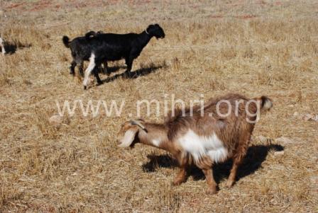 DSC_0136 [640x480] [640x480].JPG