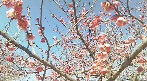 ume1