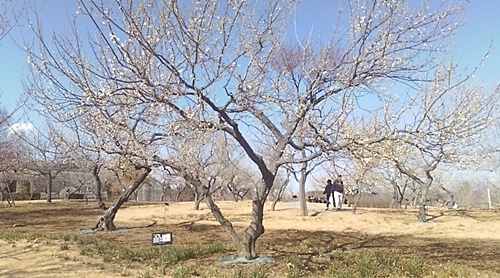 ume4