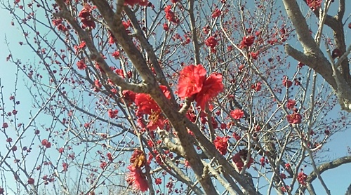 ume11