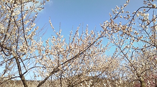 ume15
