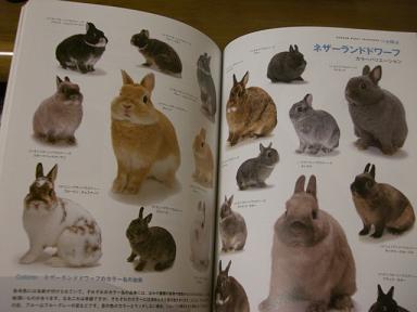 うさカン
