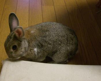 かじって
