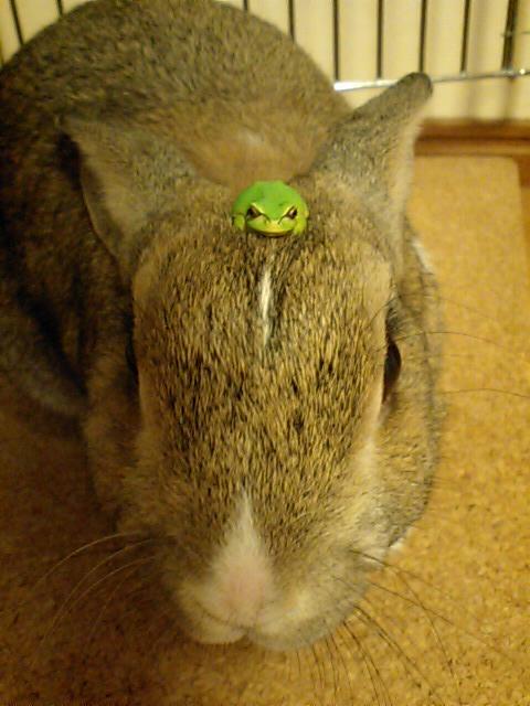 かえる！