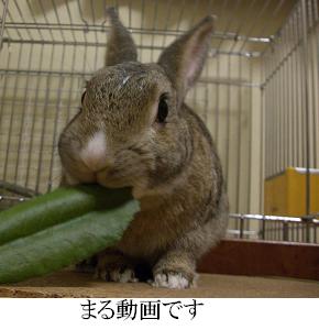 びわびわ