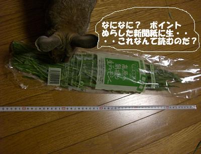 ながーーい