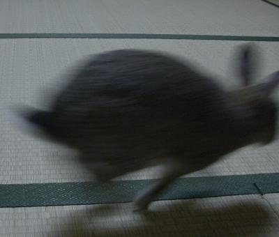 ぶひ早い早い