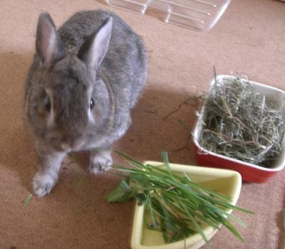 うち牧草２