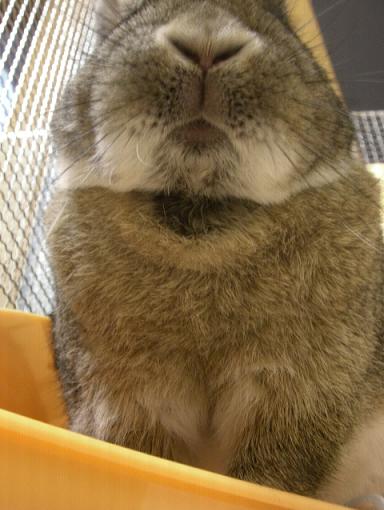 だからチュー