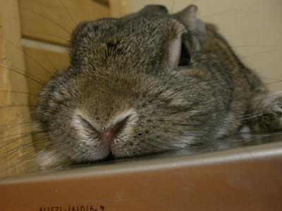 ふにゃ２