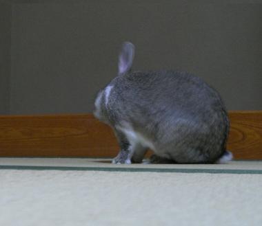 かき