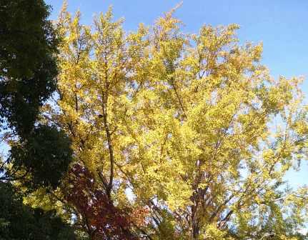 紅葉樹４