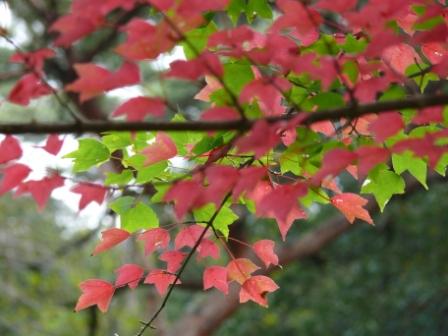 ちょっと紅く