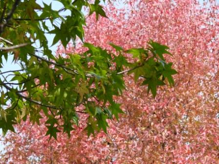 森林公園の紅葉　１