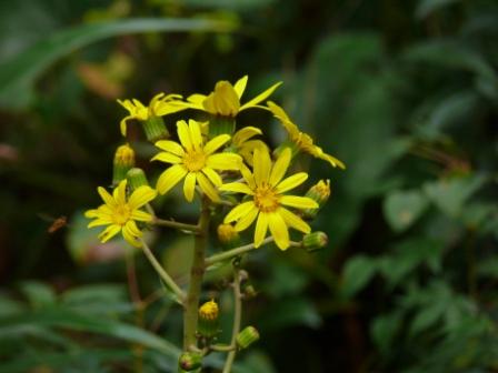 １０月　森林公園に咲く花