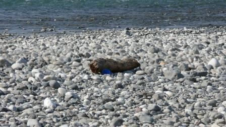 河原で発見