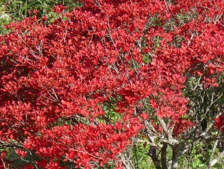 がんだて公園の紅葉