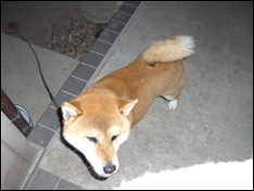 CIMG0443_t.jpg