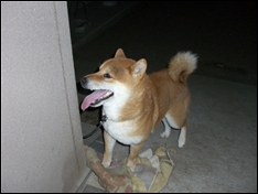 CIMG0446_t.jpg