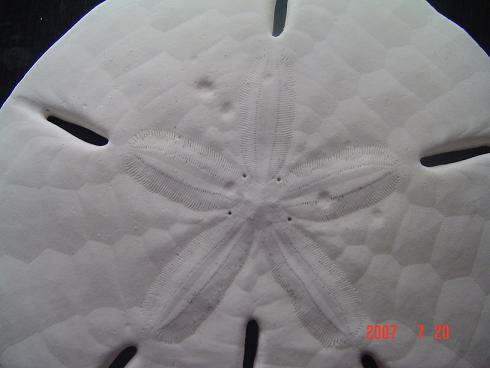 sanddollar1.JPG