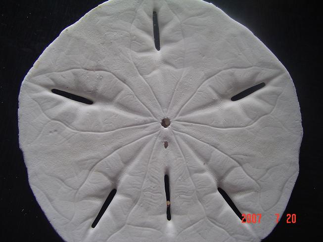 sanddollar2.JPG