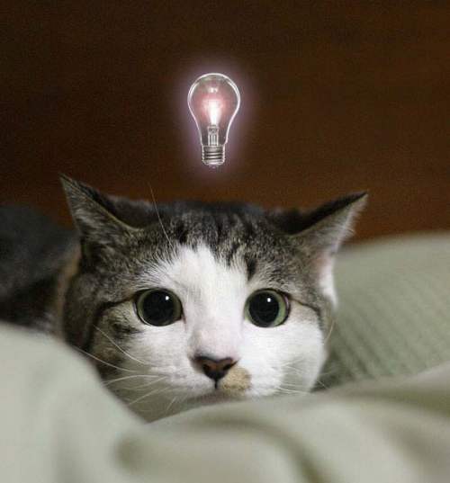 think cat