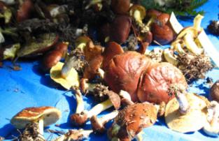 チチアワタケ　ヌメリイグチ