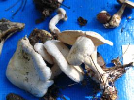 オシロイシメジ