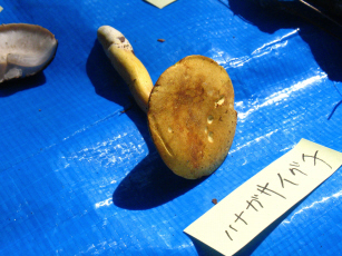 ハナガサイグチ