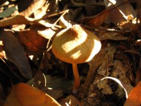 ウラベニイグチ