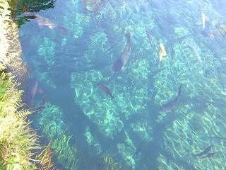 上からの湧池