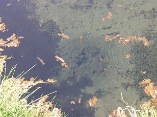 銚子池の湧水