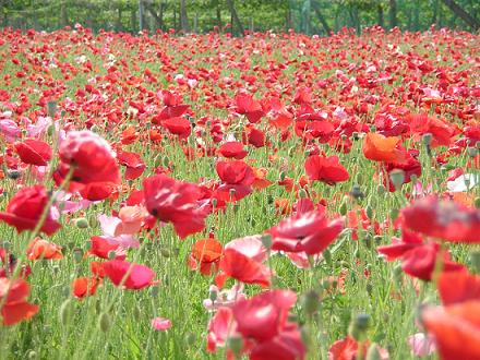 ポピー畑２