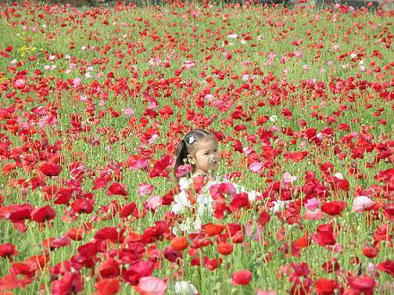 ポピー畑の女の子