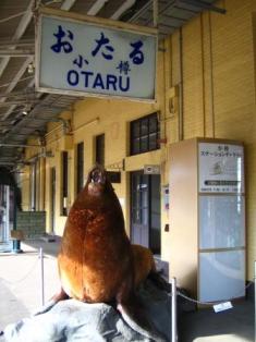 なぜかトド