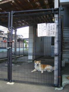 秋田犬会館の秋田犬