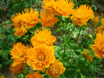 オレンジの花