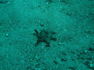 沖縄でも見た水字貝