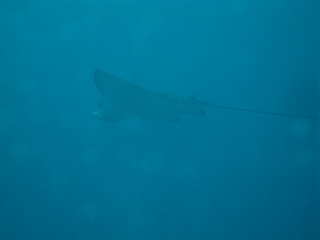 初めテデス！マタビラトビエイ