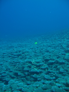 透明度はそこそこ・・・