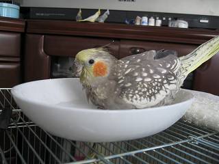 めるるんもお水浴び
