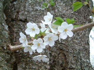 角館の桜１