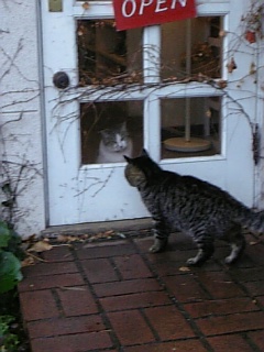 ネコのいる風景