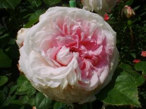 5/17粉粧楼フリー